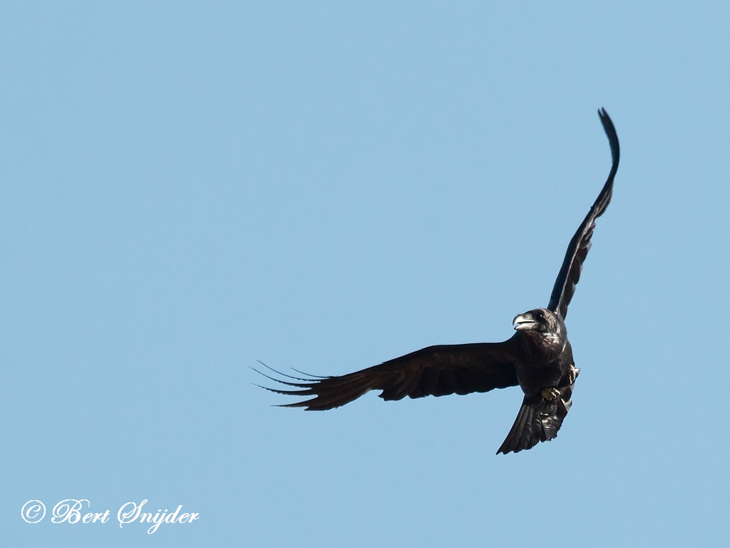 Common Raven Birding Portugal