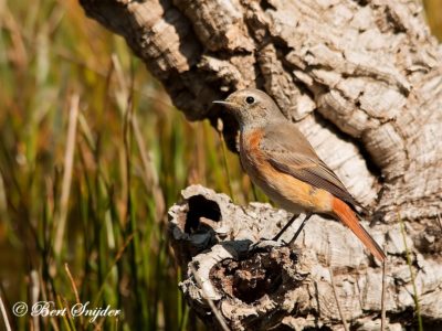 Common Redstart Birding Portugal