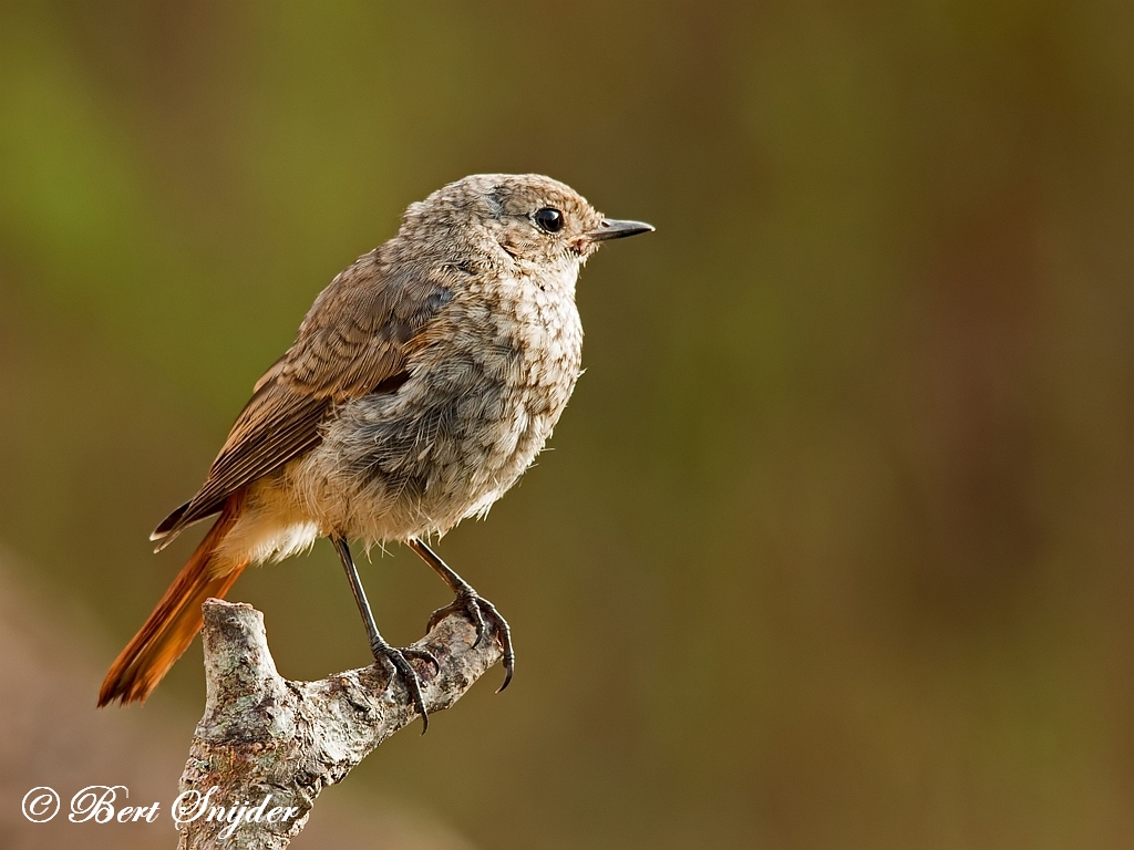 Common Redstart Birding Portugal