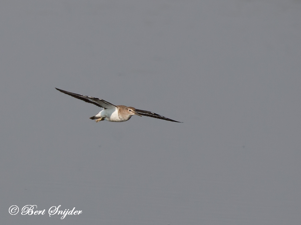 Common Sandpiper Bird Hide BSP3 Portugal