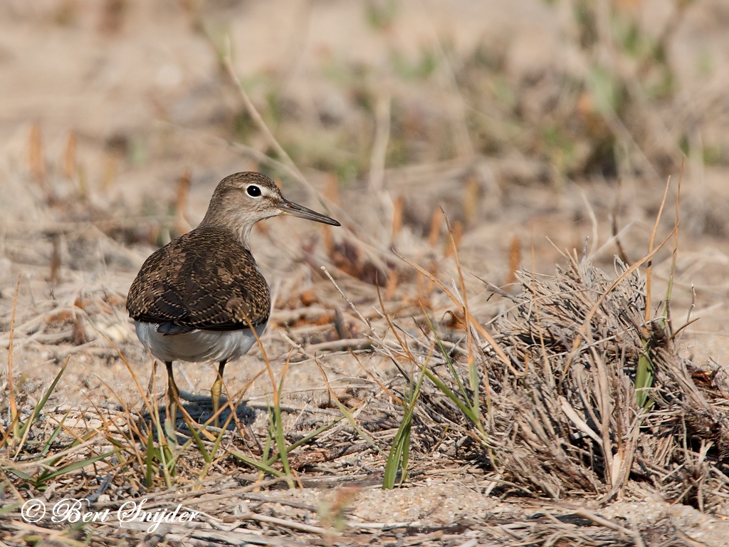 Common Sandpiper Bird Hide BSP3 Portugal