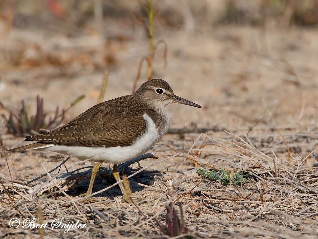 Common Sandpiper Bird Hide BSP3 Portugal