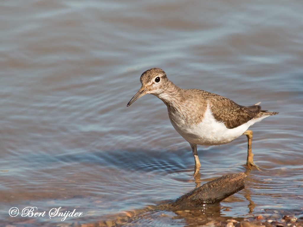 Common Sandpiper Birding Portugal