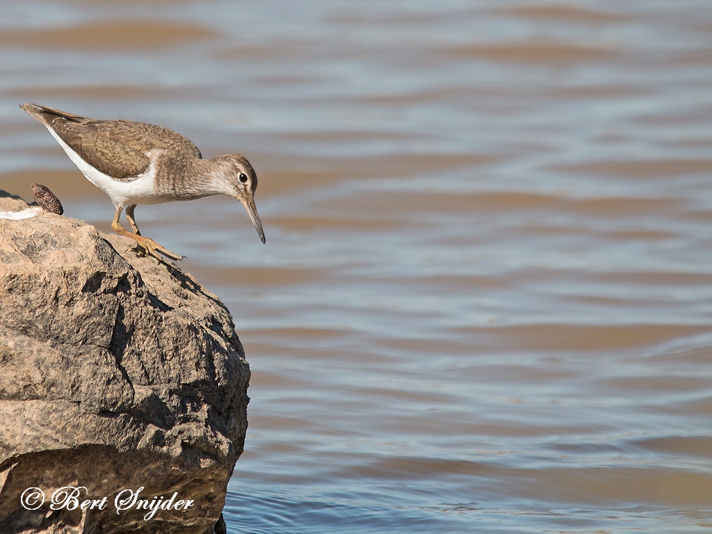 Common Sandpiper Birding Portugal