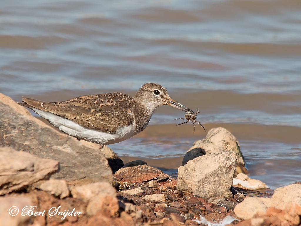 Common Sandpiper Birding Portugal