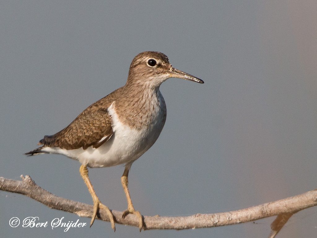 Common Sandpiper Bird Hide BSP3 Portugal