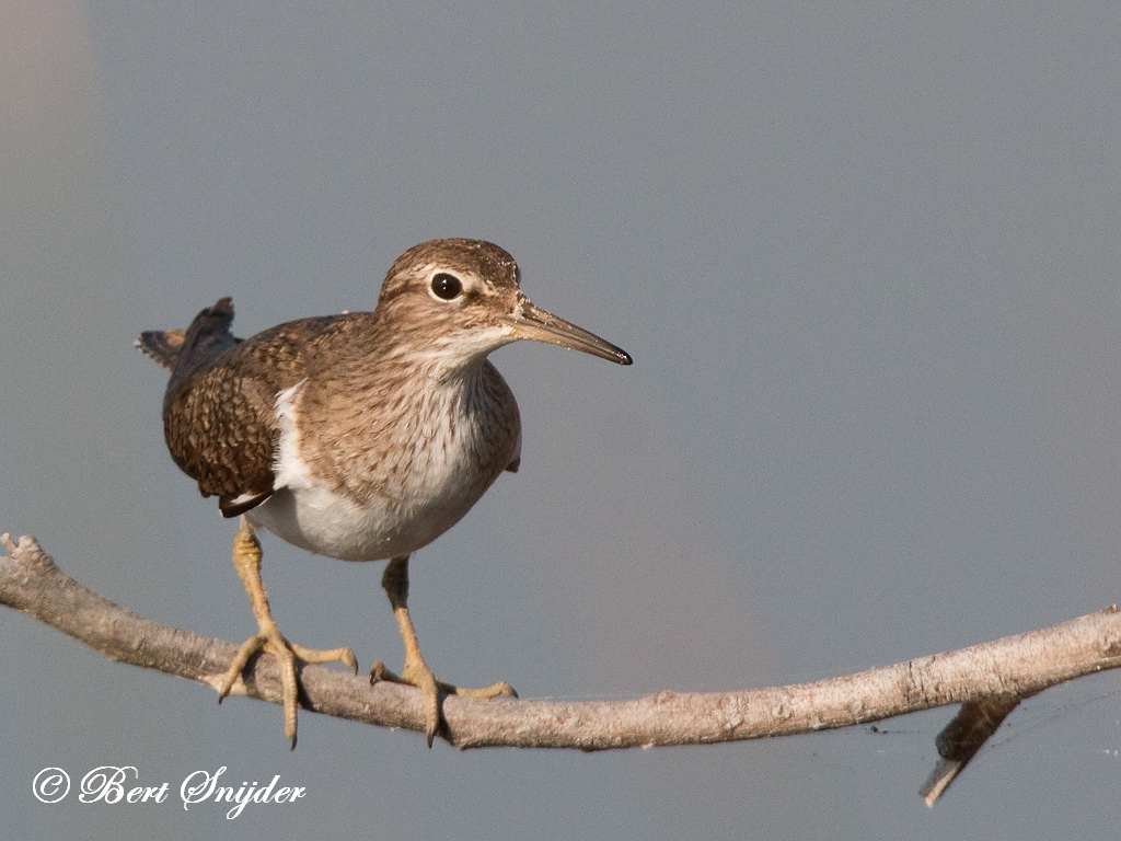 Common Sandpiper Bird Hide BSP3 Portugal