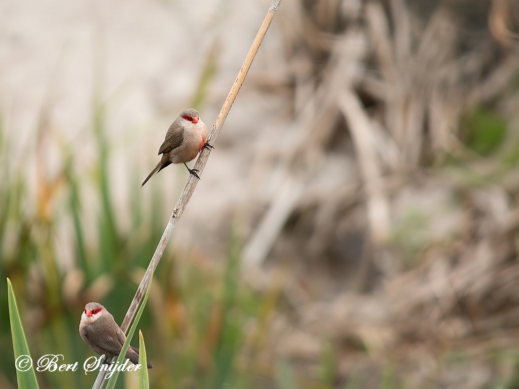 Common Waxbill Birding Portugal