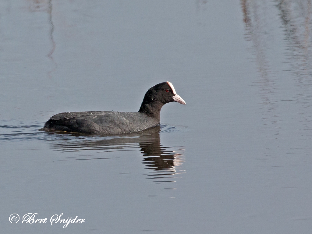 Coot Birding Portugal