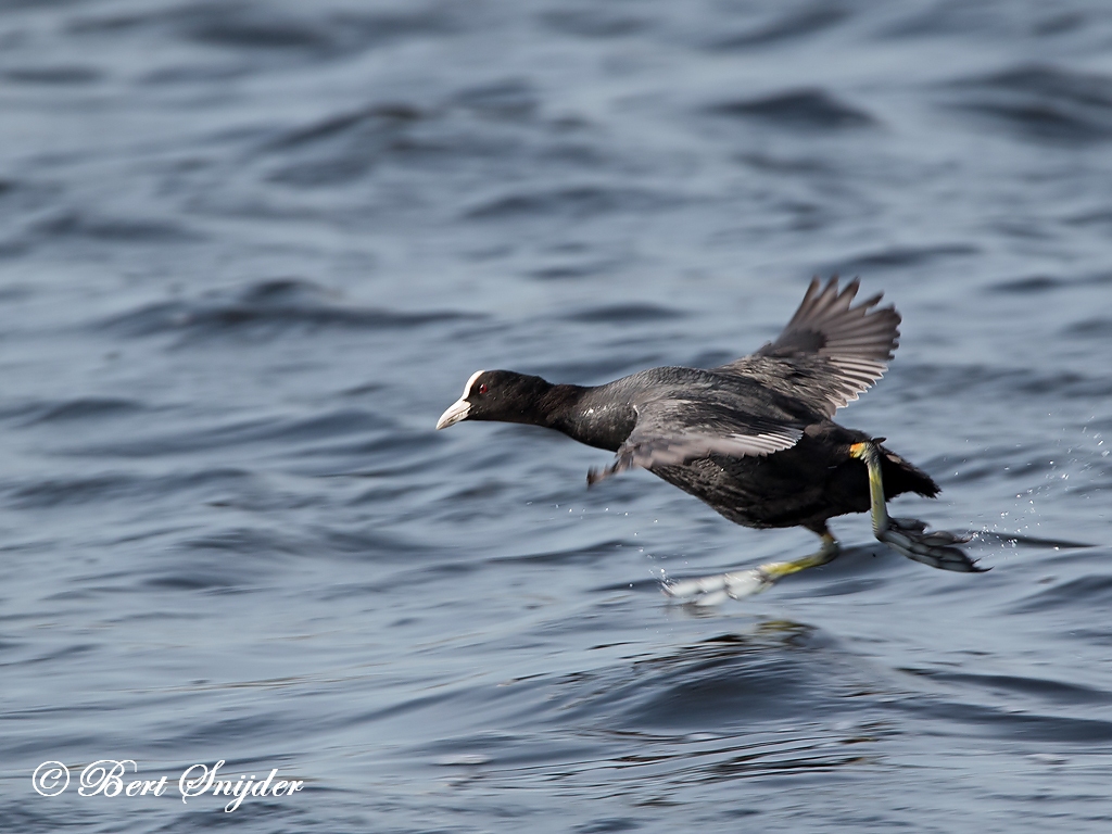 Coot Birding Portugal