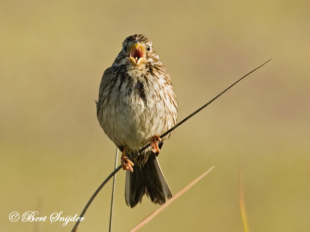 Corn Bunting Birding Portugal