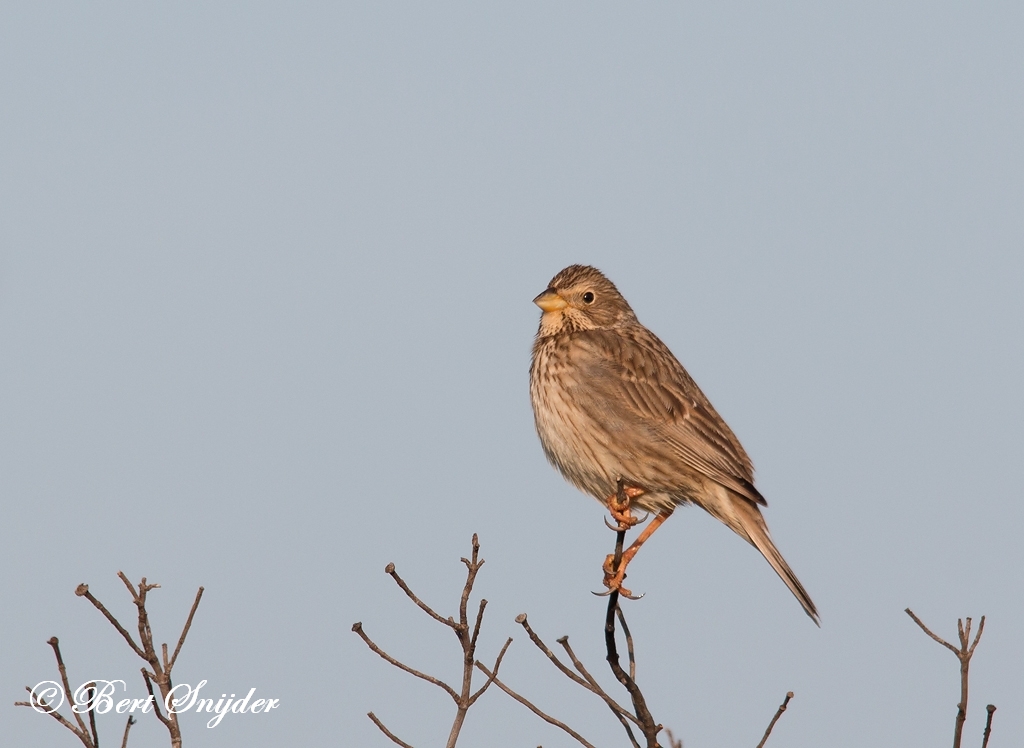 Corn Bunting Birding Portugal