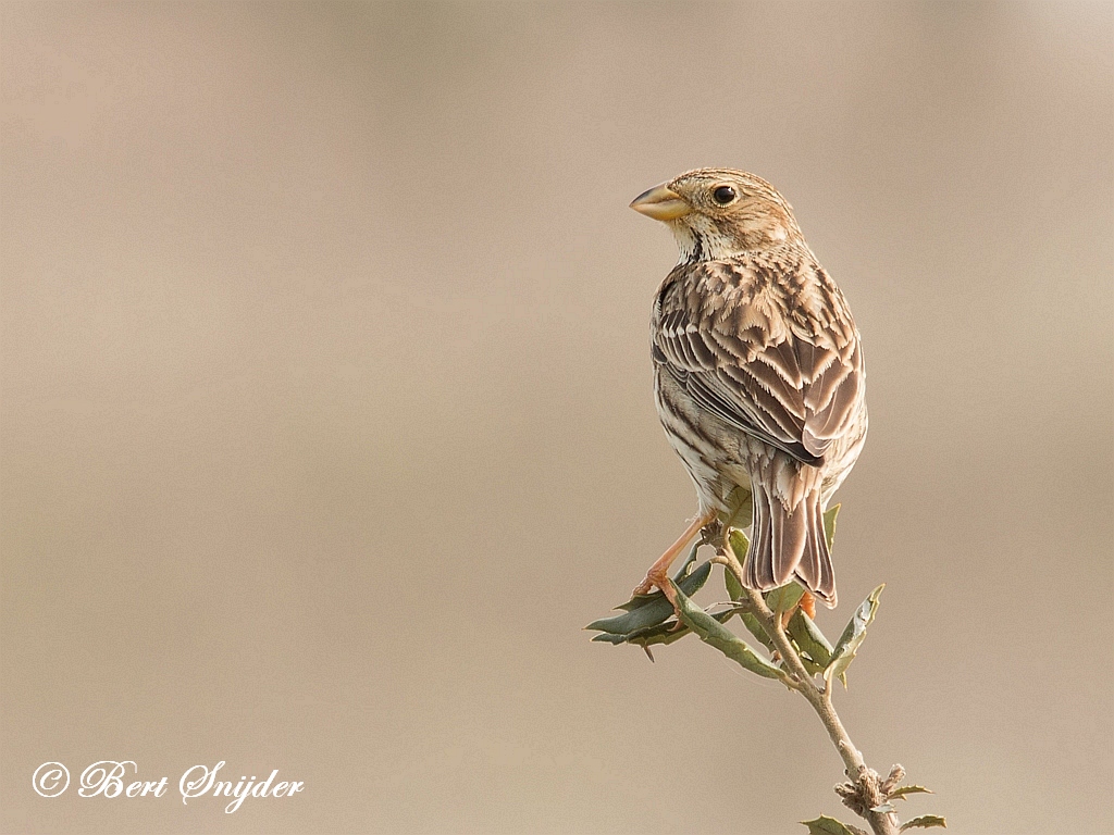 Corn Bunting Birding Portugal