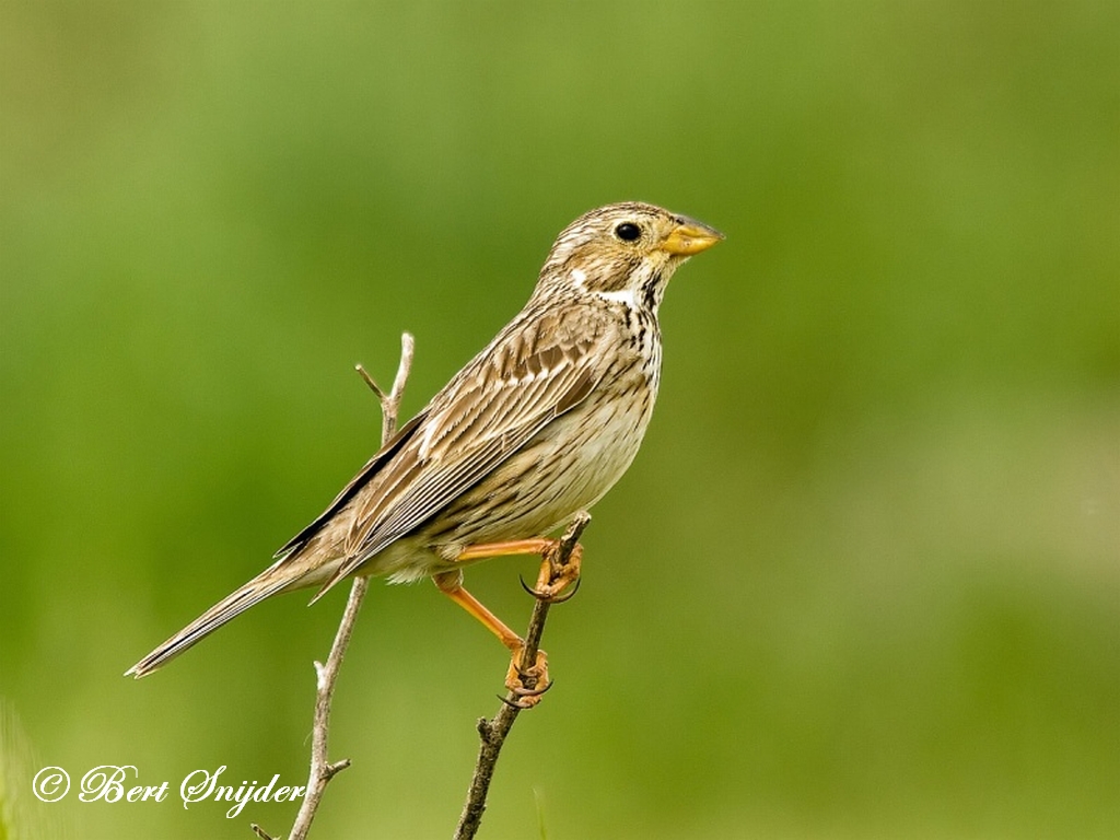 Corn Bunting Birding Portugal