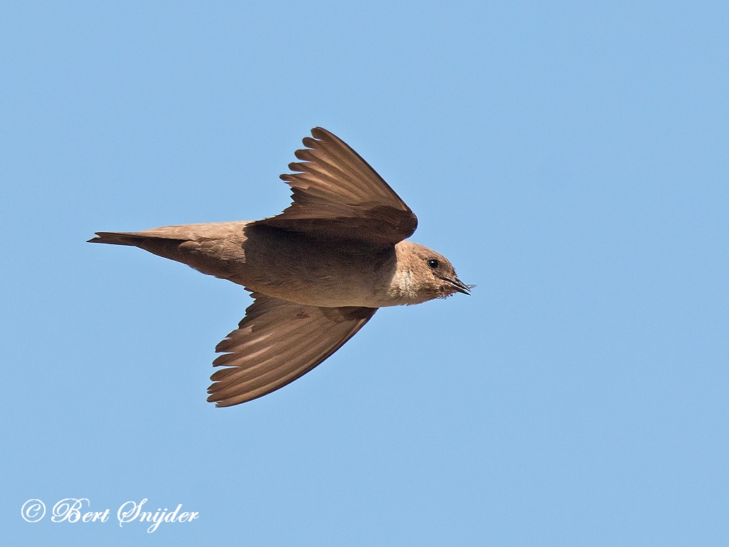 Crag Martin Birding Portugal