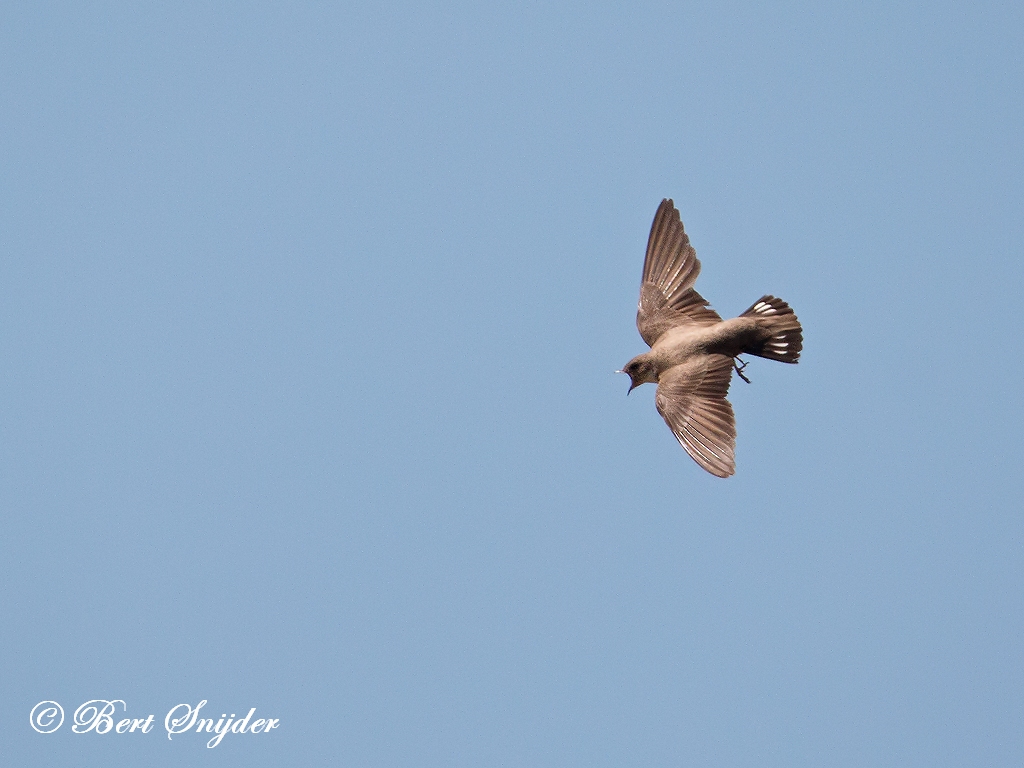 Crag Martin Birding Portugal