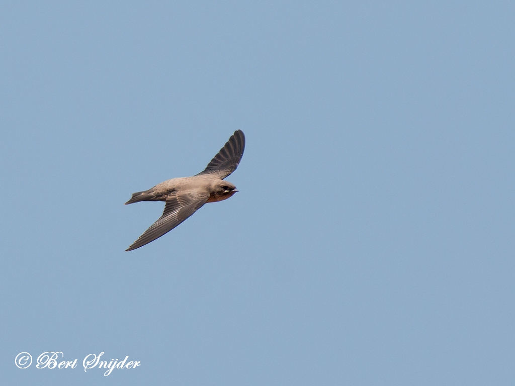 Crag Martin Birding Portugal