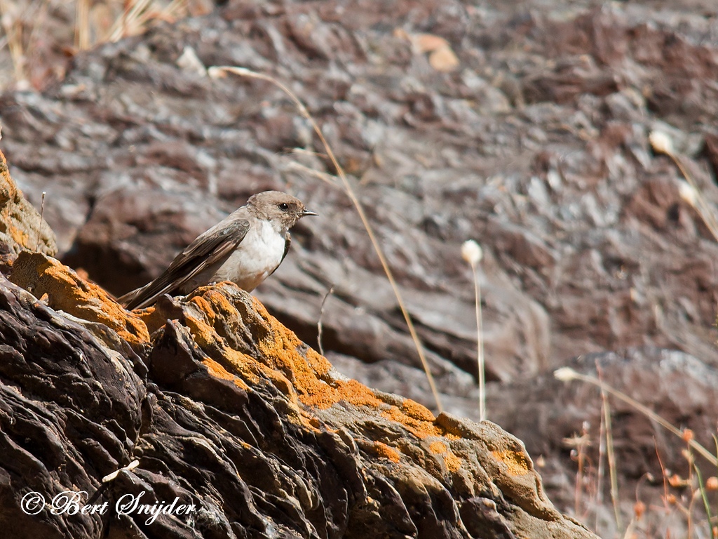 Crag Martin Birding Portugal