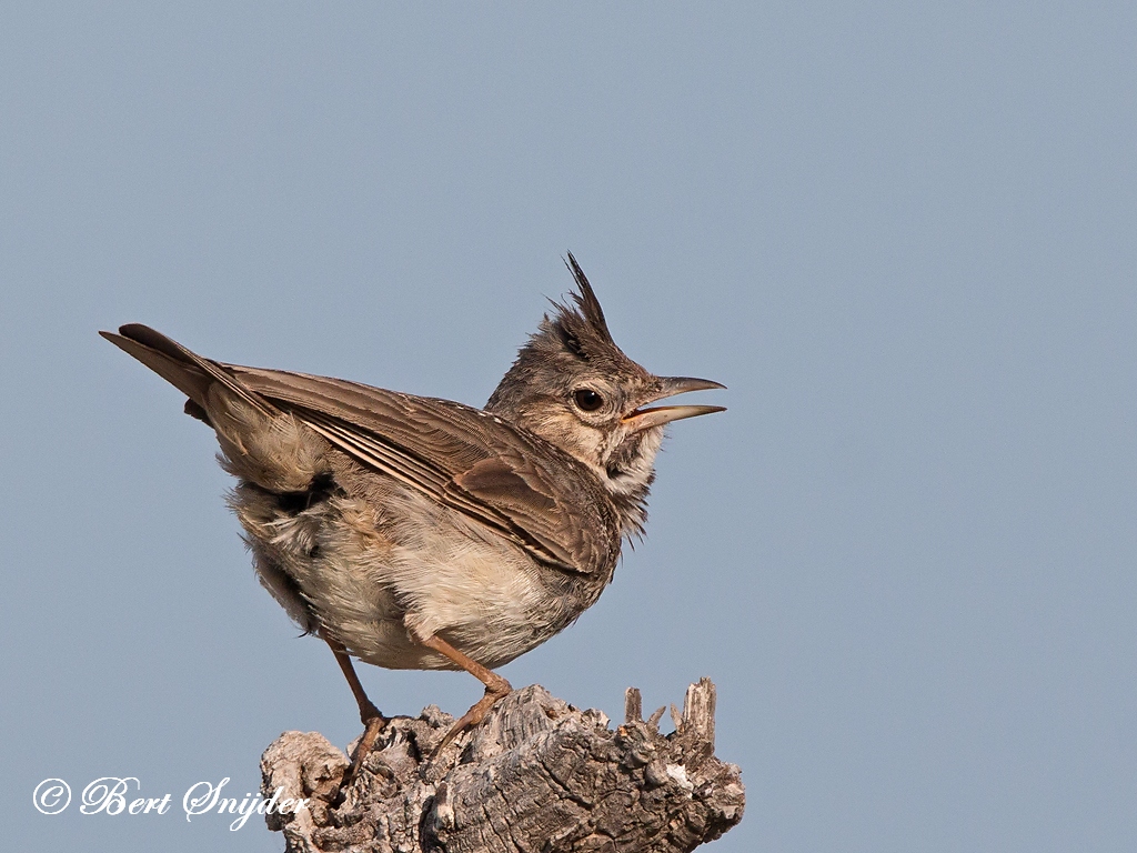 Crested Lark Birding Portugal