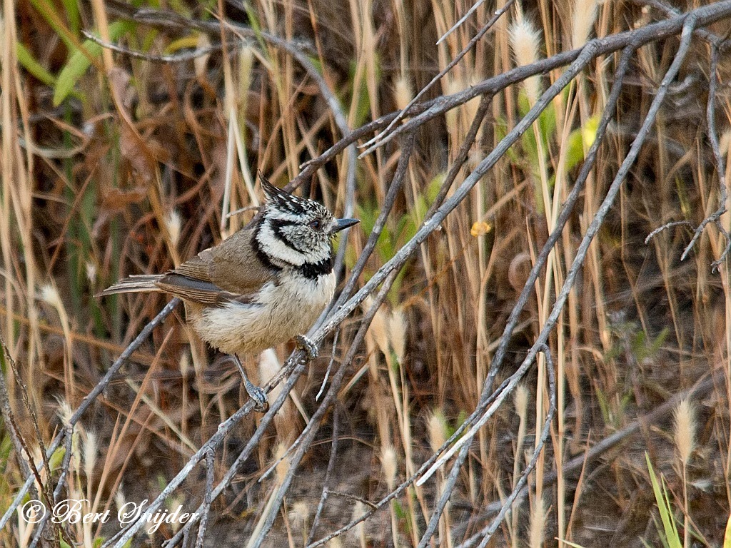 Crested Tit Birding Portugal