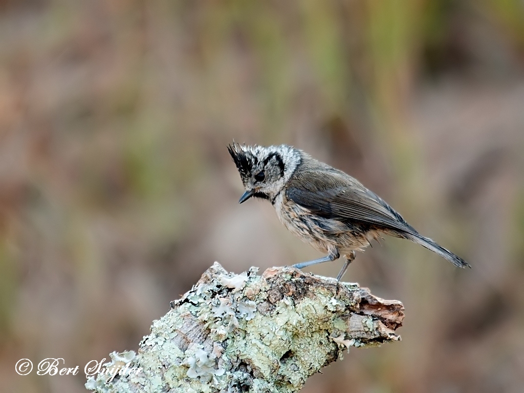 Crested Tit Birding Portugal