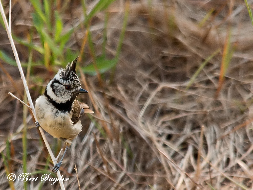 Crested Tit Birding Portugal