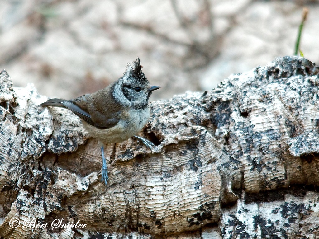 Crested Tit Birding Portugal