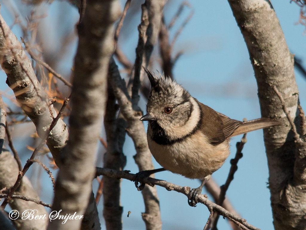 Crested Tit Birding Portugal