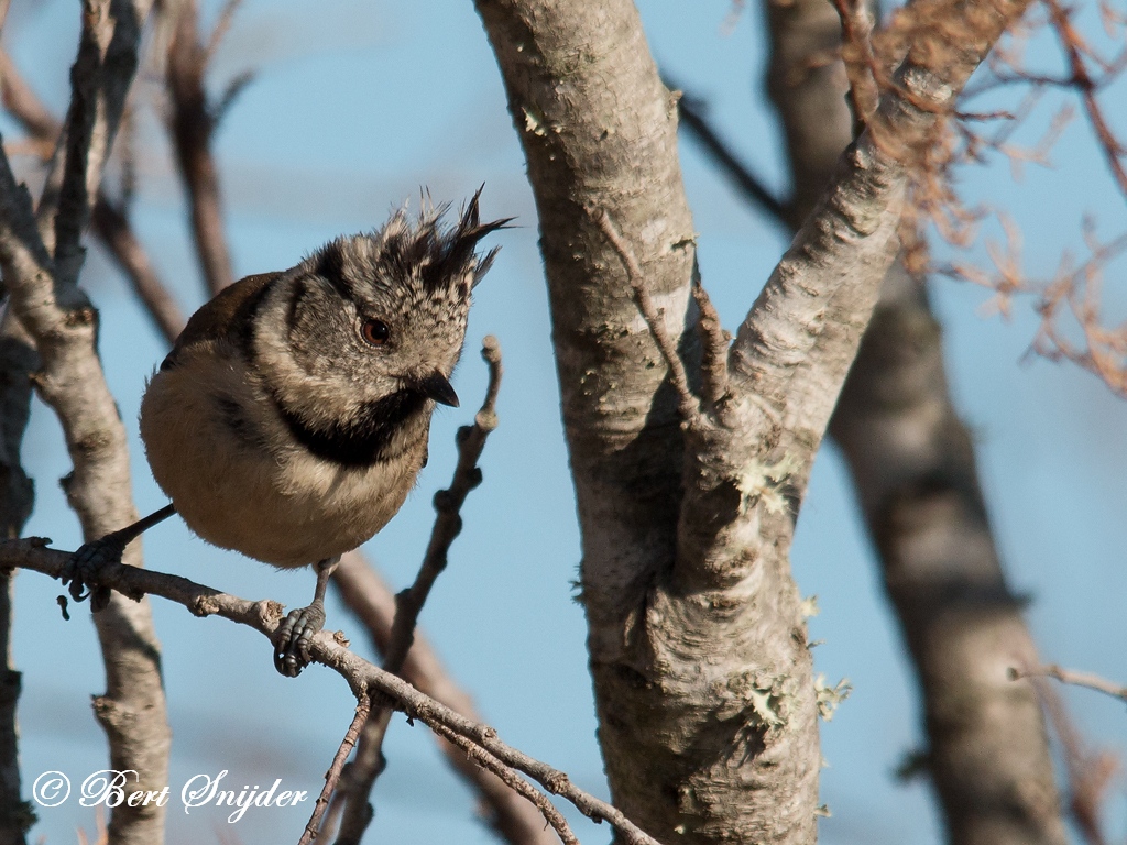 Crested Tit Birding Portugal