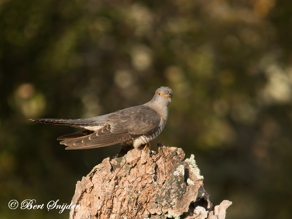 Cuckoo Birding Portugal 