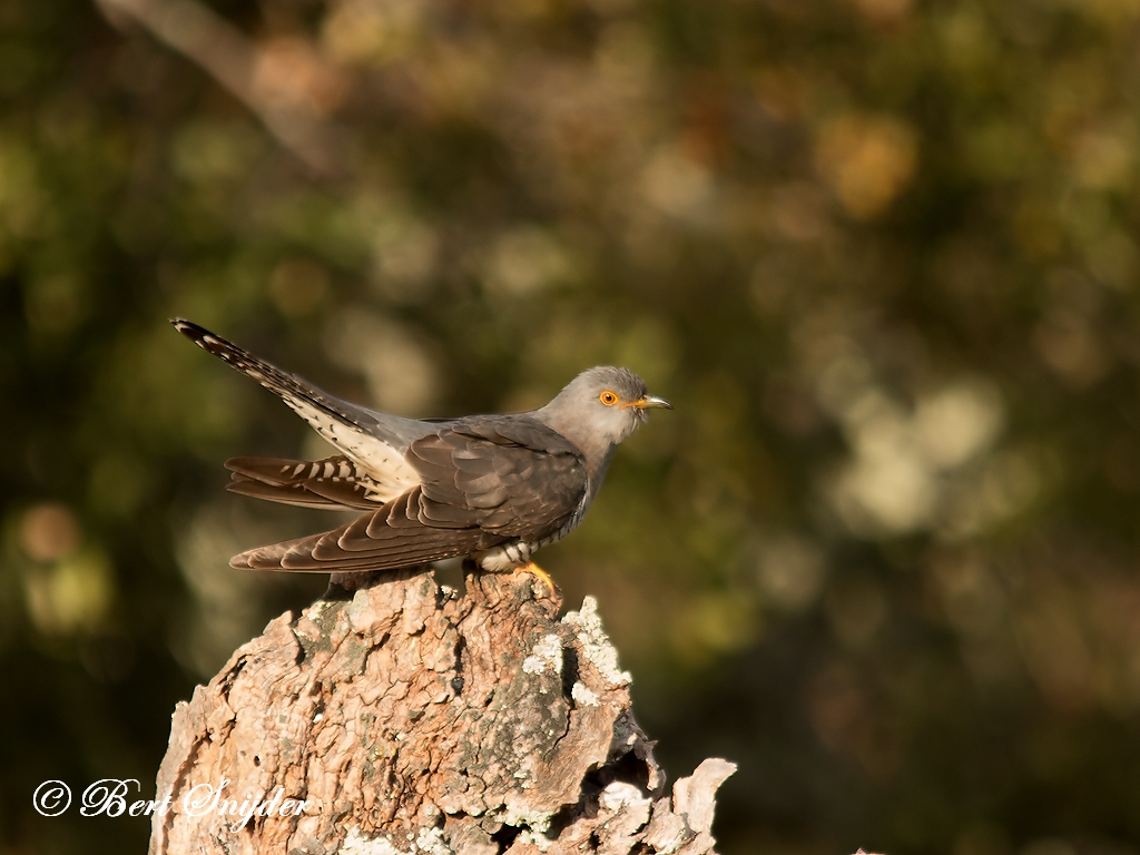 Cuckoo Birding Portugal