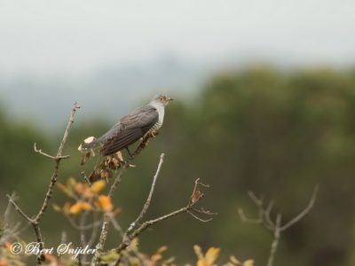 Cuckoo Birding Portugal