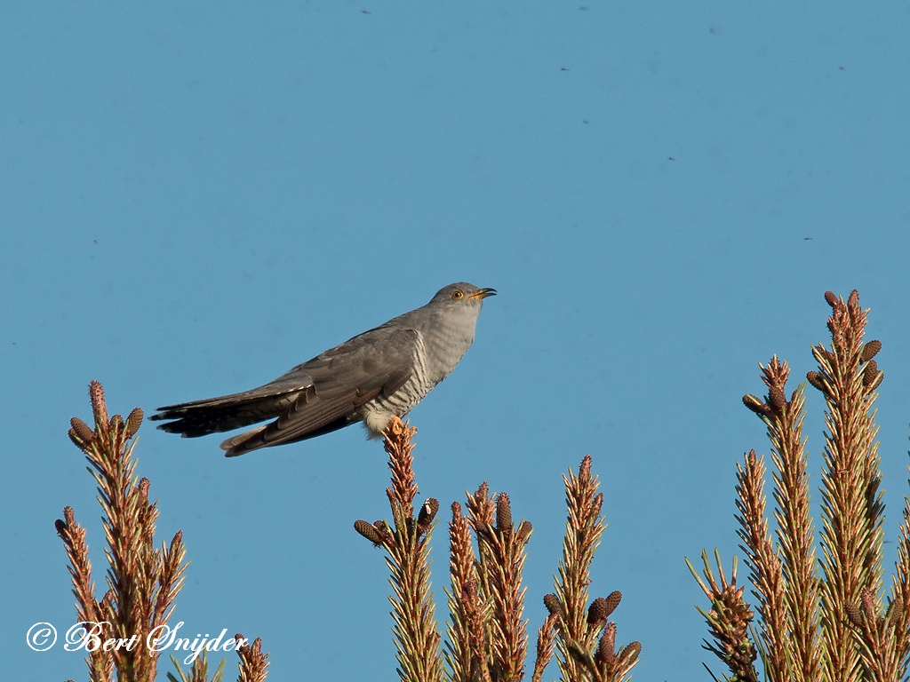 Cuckoo Birding Portugal