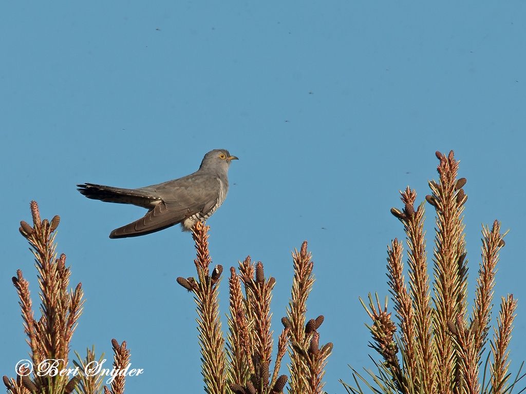 Cuckoo Birding Portugal