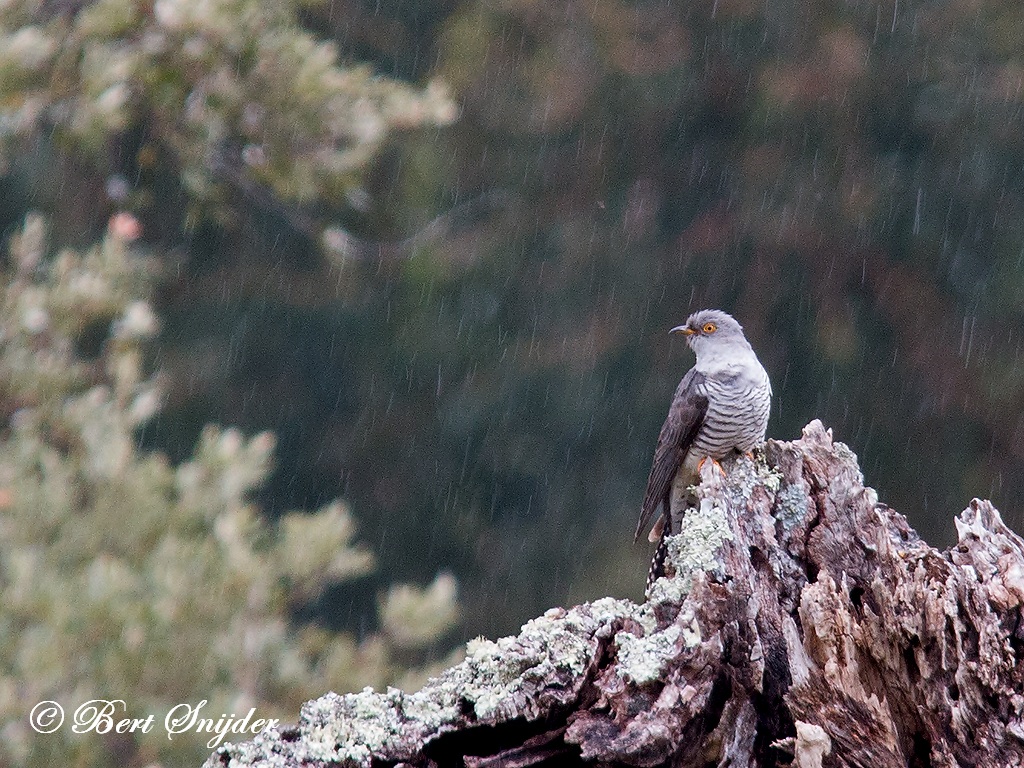 Cuckoo Birding Portugal