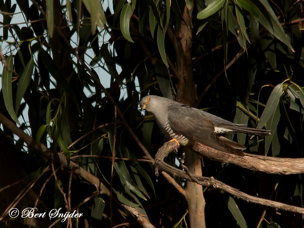 Cuckoo Birding Portugal