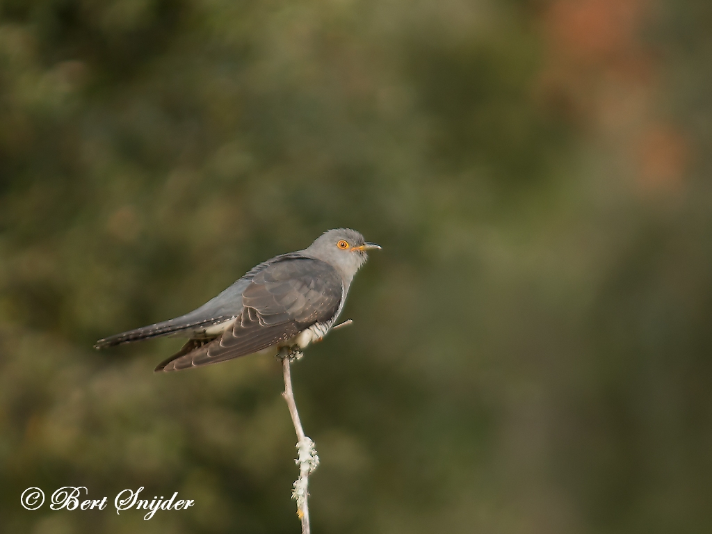 Cuckoo Birding Portugal