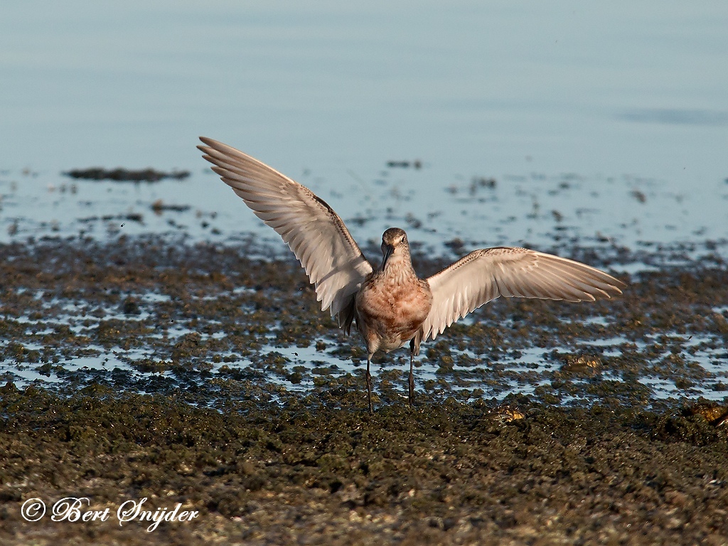 Curlew Sandpiper Birding Portugal