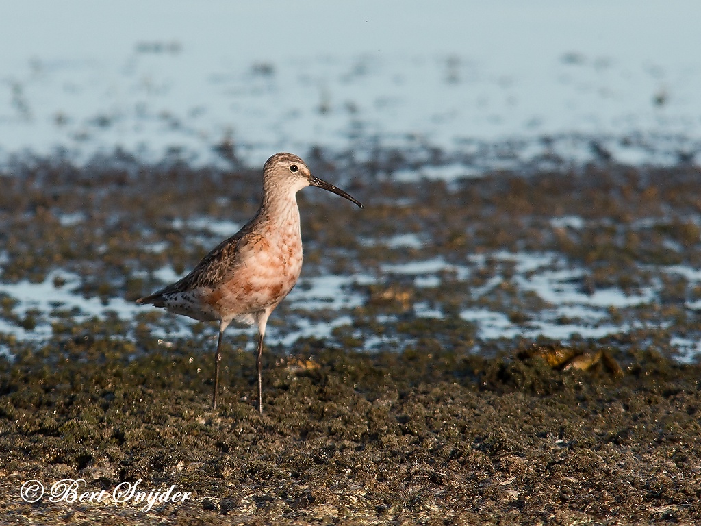 Curlew Sandpiper Birding Portugal