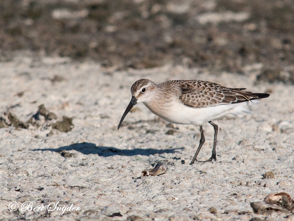 Curlew Sandpiper Birding Portugal