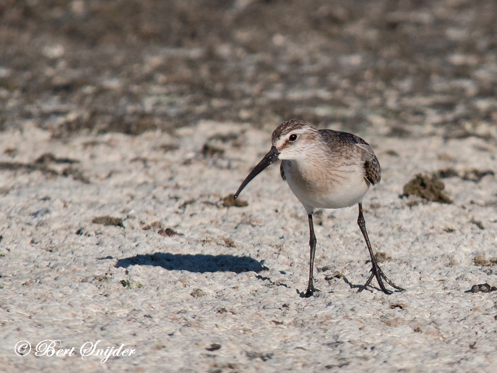 Curlew Sandpiper Birding Portugal