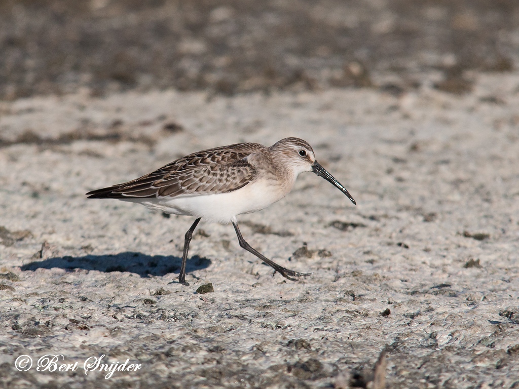 Curlew Sandpiper Birding Portugal