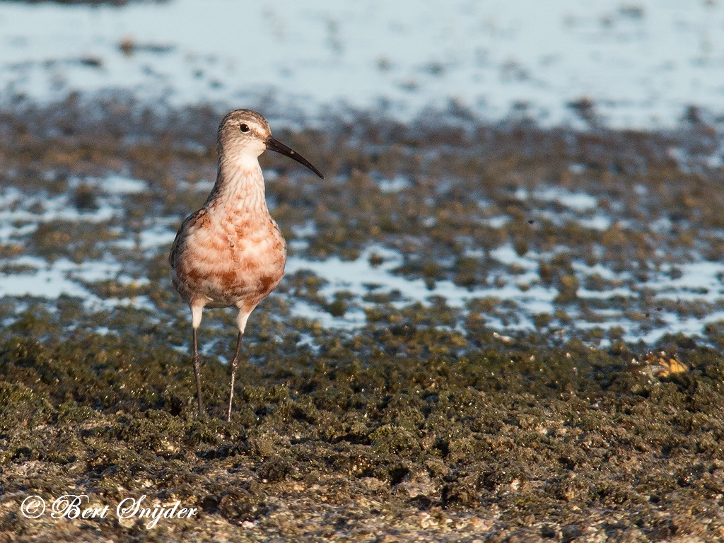 Curlew Sandpiper Birding Portugal