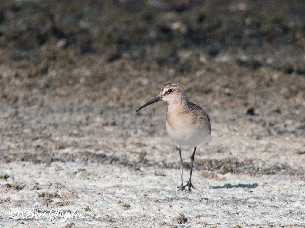 Curlew Sandpiper Birding Portugal