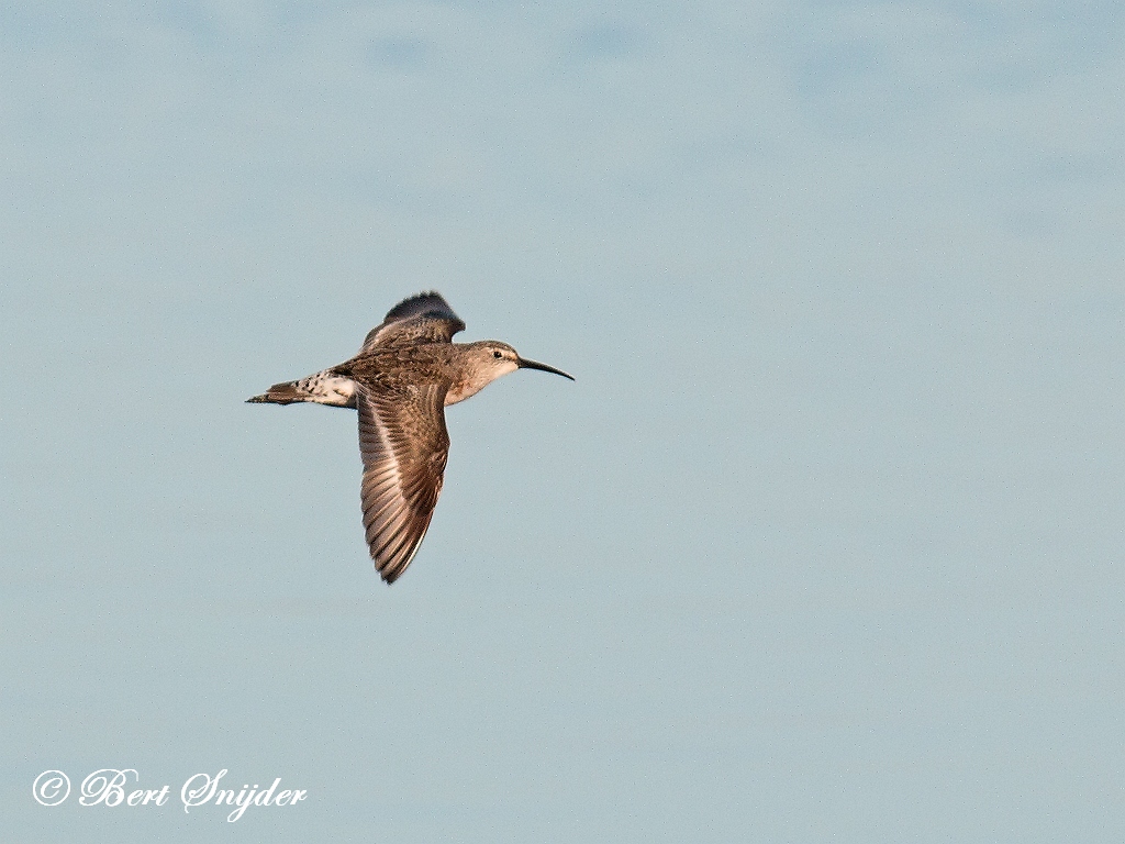 Curlew Sandpiper Birding Portugal