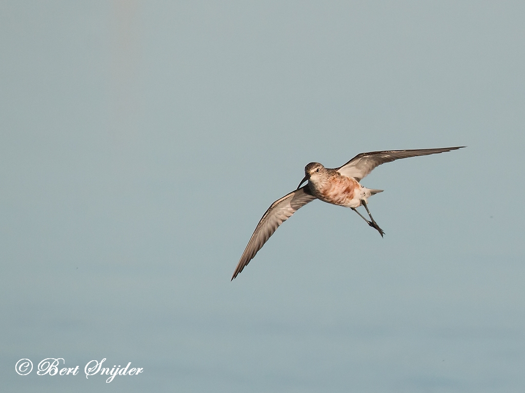 Curlew Sandpiper Birding Portugal