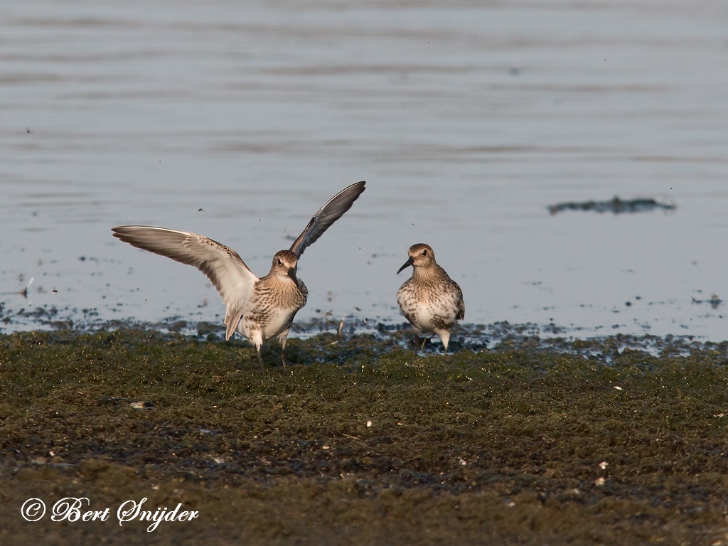 Dunlin Birding Portugal