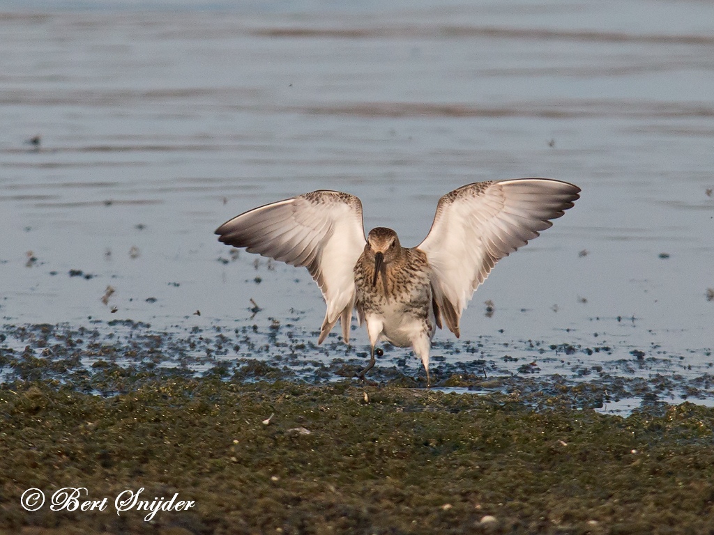 Dunlin Birding Portugal