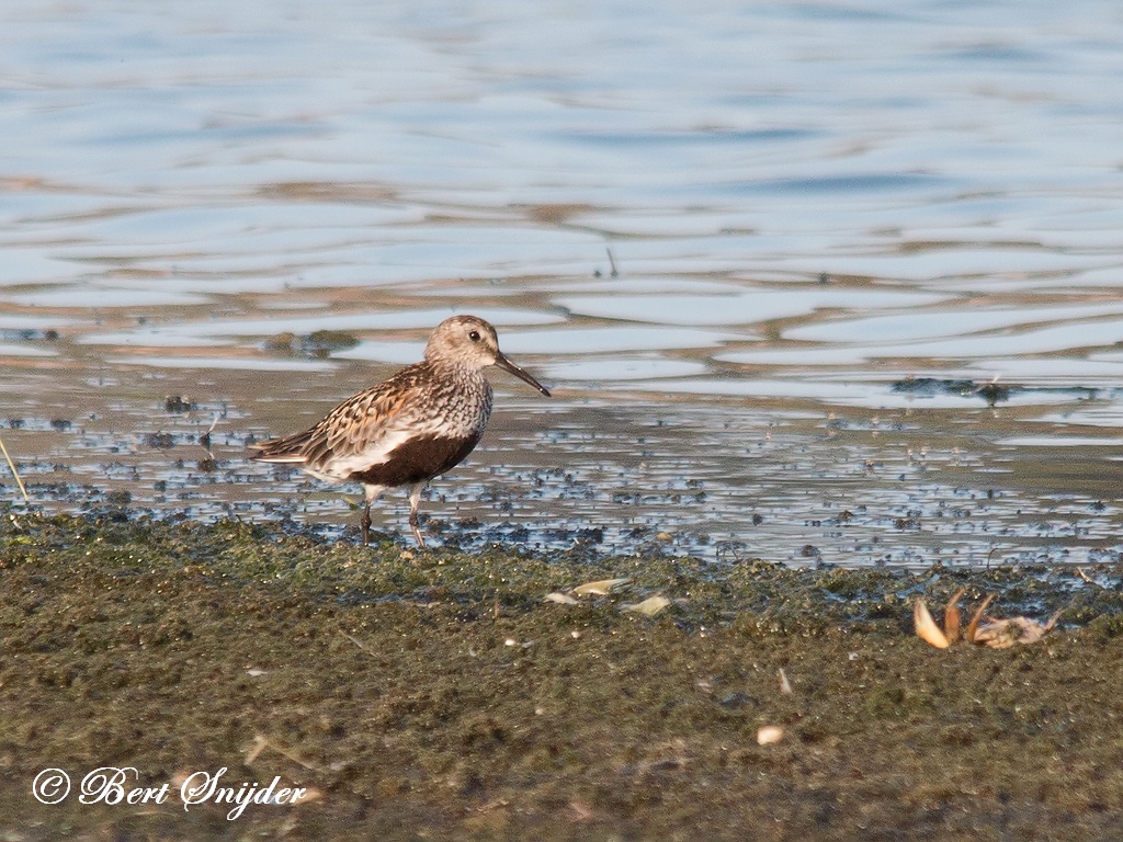 Dunlin Birding Portugal