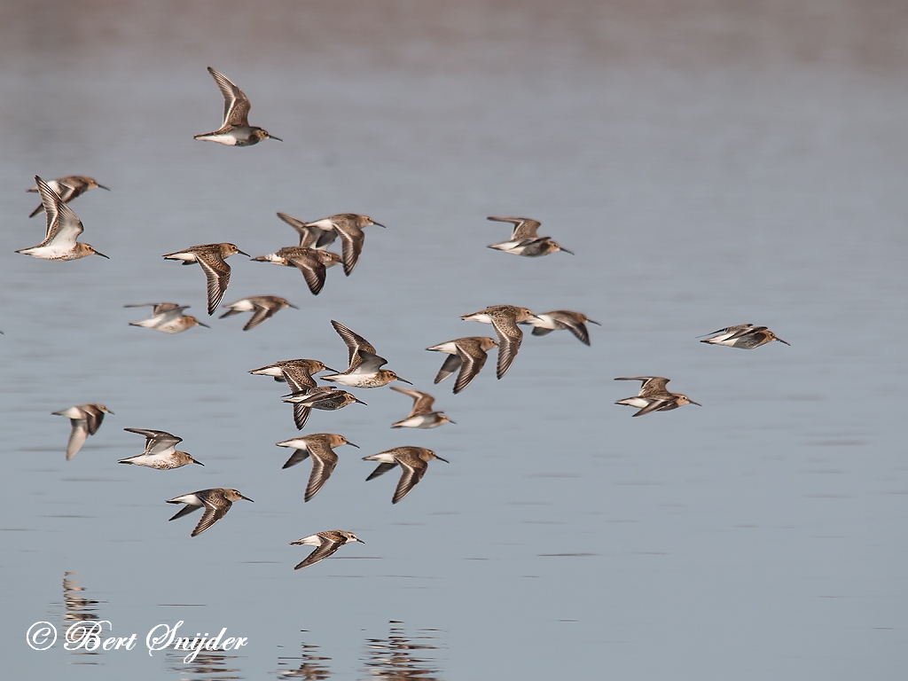 Dunlin Birding Portugal